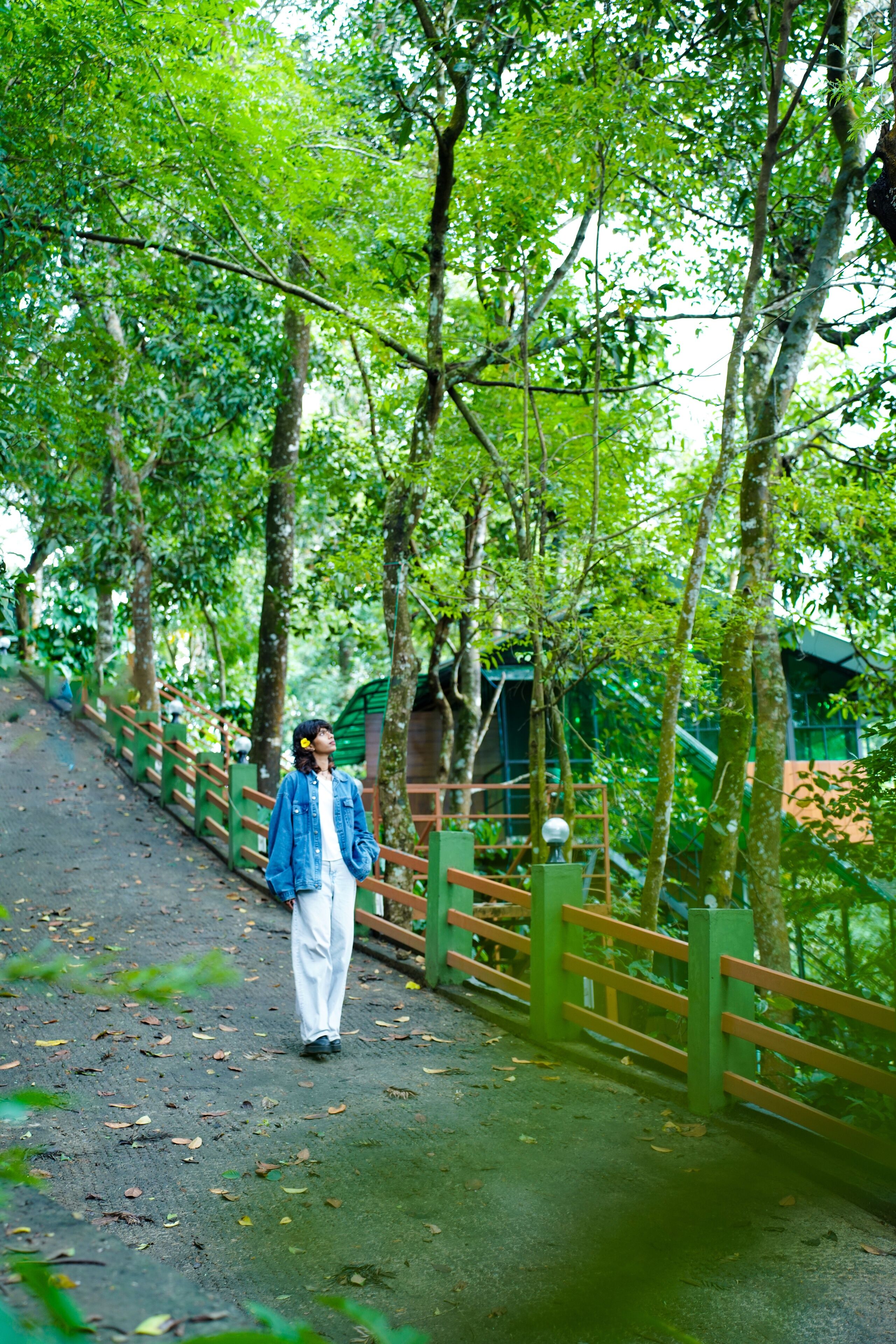 Una persona caminando sobre un puente rodeado de frondosos árboles verdes.
