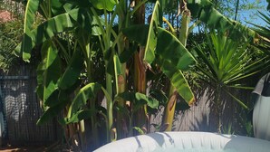 A hot tub surrounded by lush banana plants and a bamboo fence.