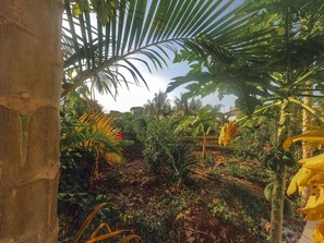 Deluxe-Dreibettzimmer, Terrasse, Gartenblick | Blick auf den Garten
