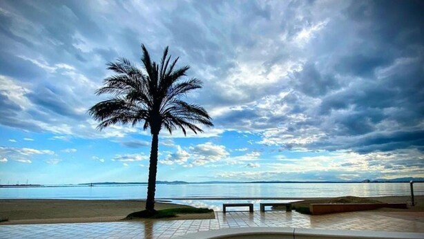 Una palmera sobre una plataforma de baldosas con vista a un cuerpo de agua tranquilo y un cielo nublado.