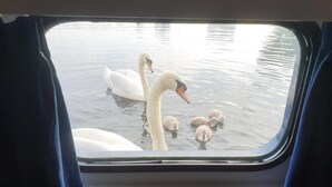 A view of swans and their cygnets in a body of water through a window. - Hotelboat Iris (Amsterdam)