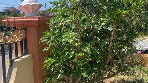 A garden with a variety of plants and a metal fence.