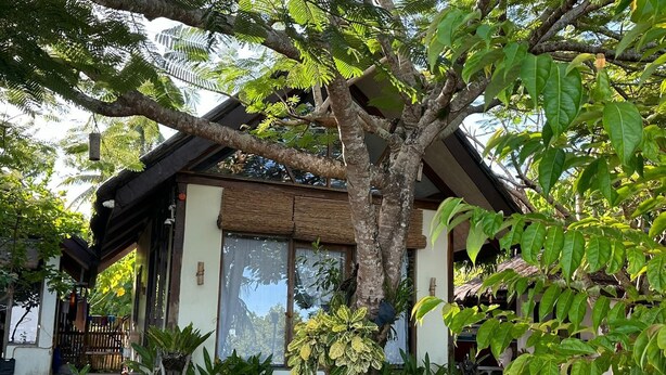 A house with a large tree in front, surrounded by various plants and a dog. - Charming beach front villa  for 2  guess max, with Starlink internet in GL (General Luna)