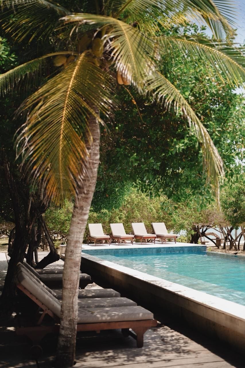Un área junto a la piscina con sillones de descanso y una palmera.