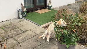 Una casa con fachada blanca, techo marrón y una puerta corredera de vidrio. Cuenta con un pequeño jardín con césped artificial y una planta en maceta.
