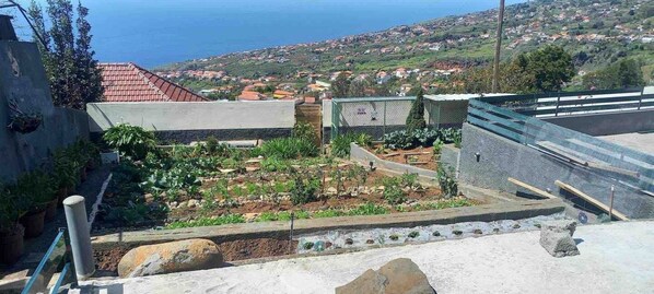 A rooftop garden with a variety of plants and a view of a coastal town.