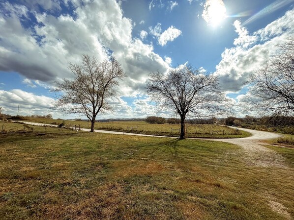 A rural landscape with two leafless trees, a winding path, and a clear sky.