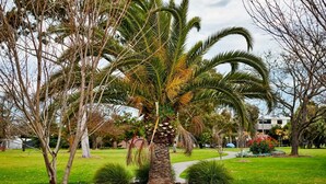 A palm tree in a park with a pathway and other trees.
