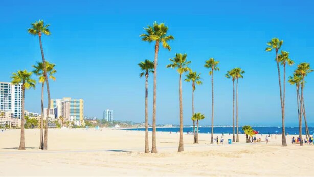 A beach with palm trees and a clear blue sky.