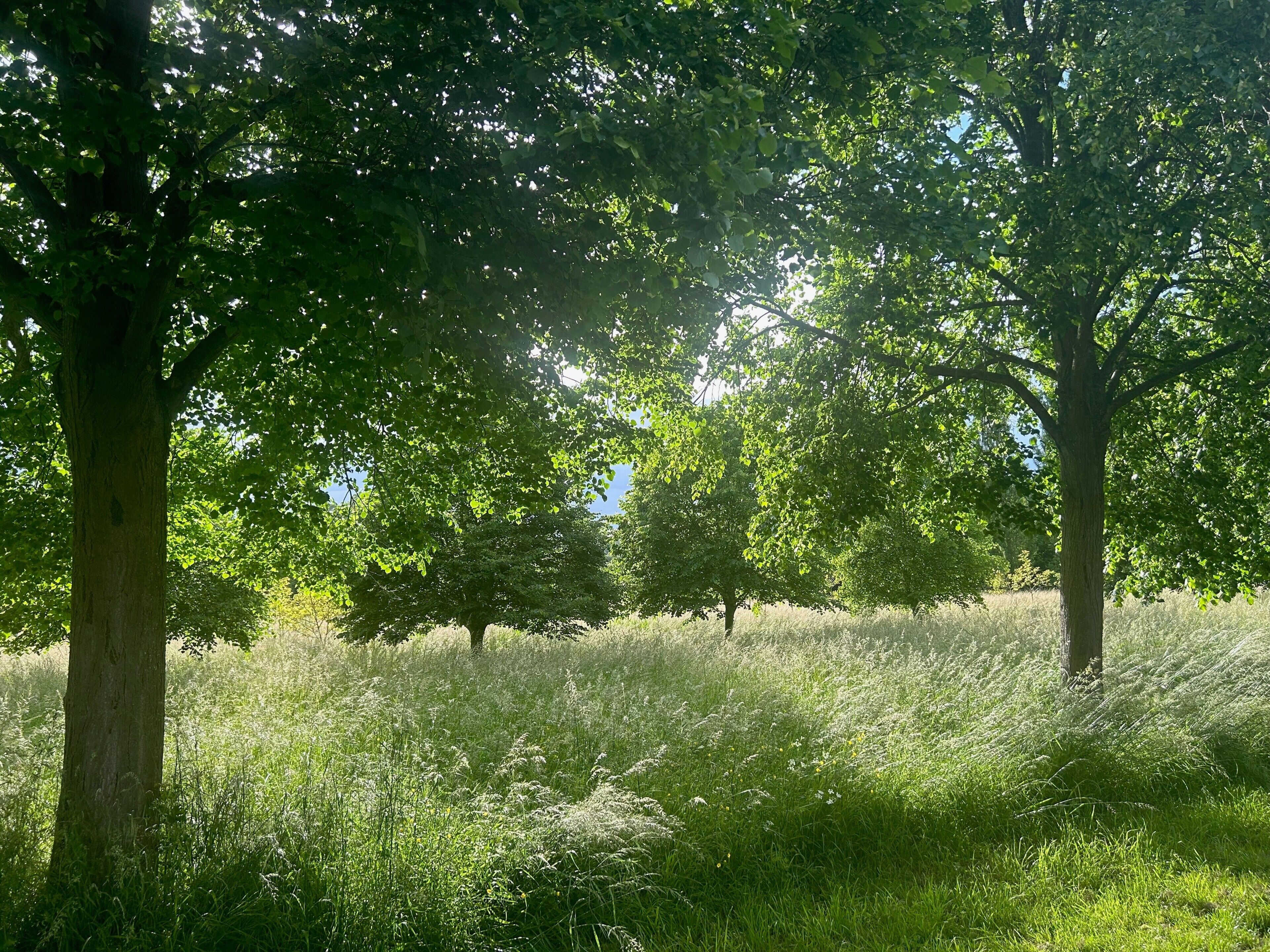 Eine natürliche Landschaft mit Bäumen und Gras.