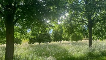 Eine natürliche Landschaft mit Bäumen und Gras.