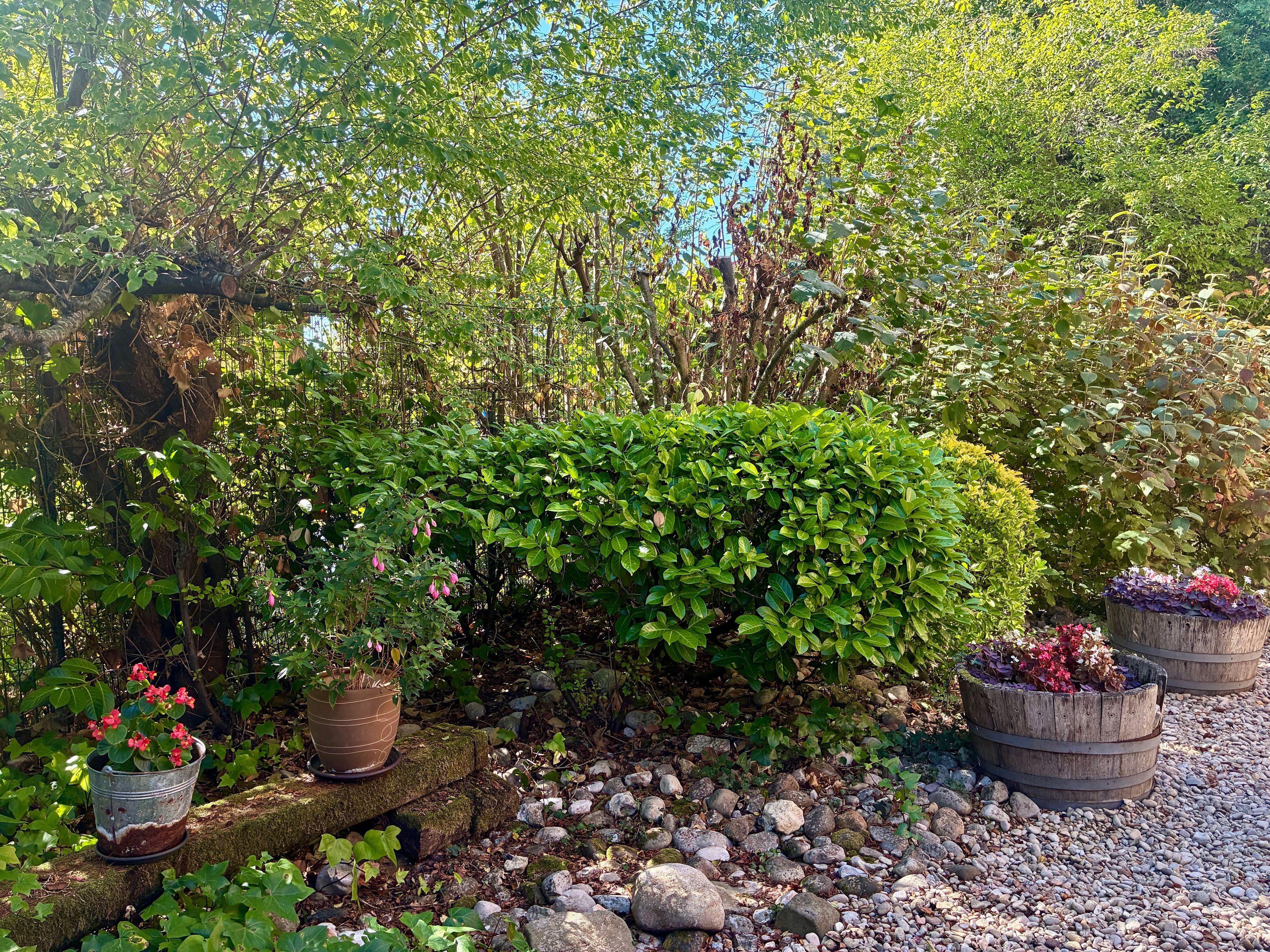 Un jardín con diversas plantas, que incluye un arbusto grande y plantas en macetas.