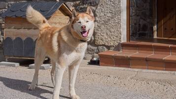 A dog standing in front of a stone building with a wooden door and steps.
