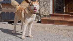 Ein Hund steht vor einem Steinhaus mit Holztür und Stufen.