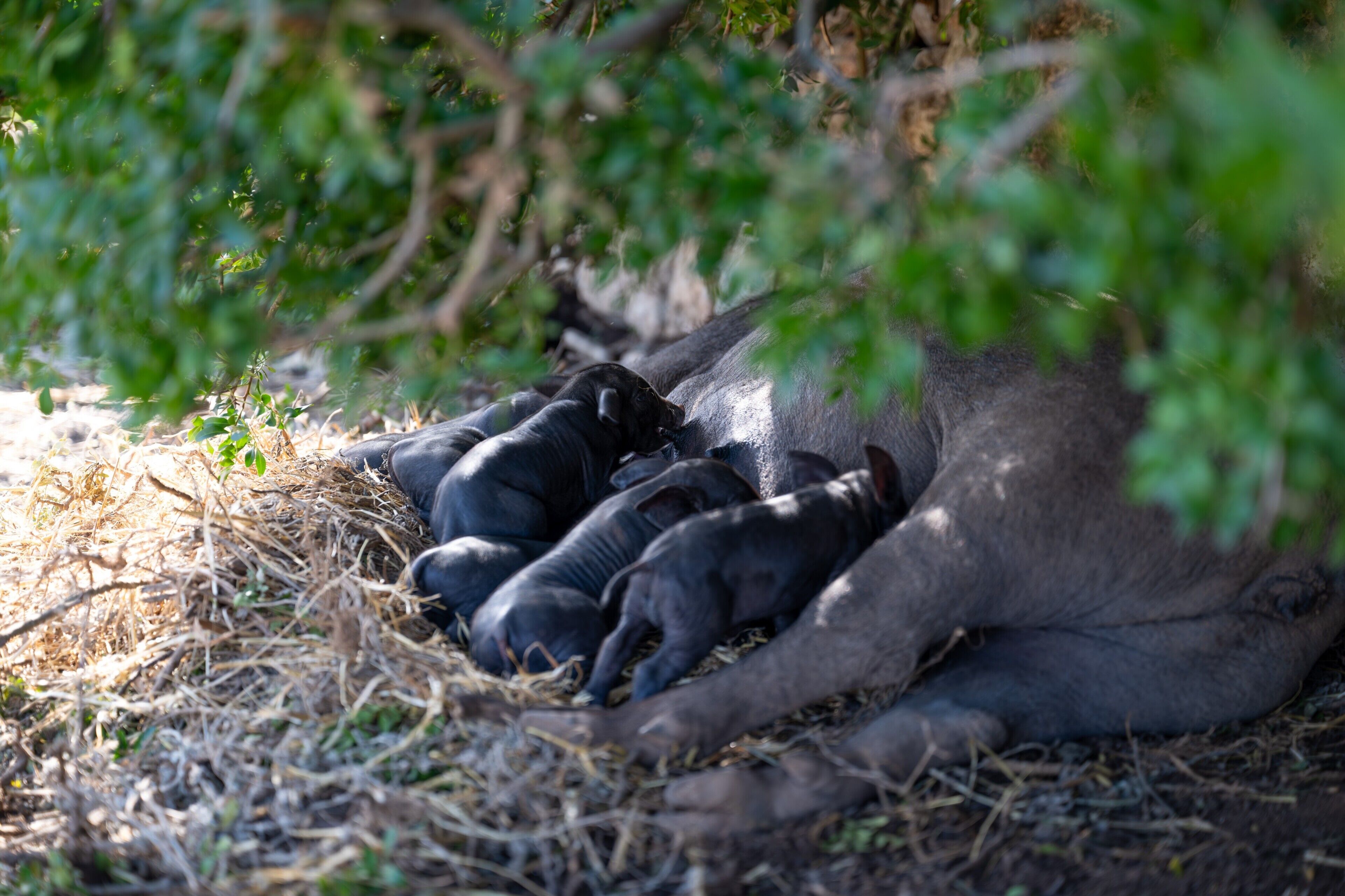 A resting animal with its offspring, surrounded by natural foliage and dry grass.