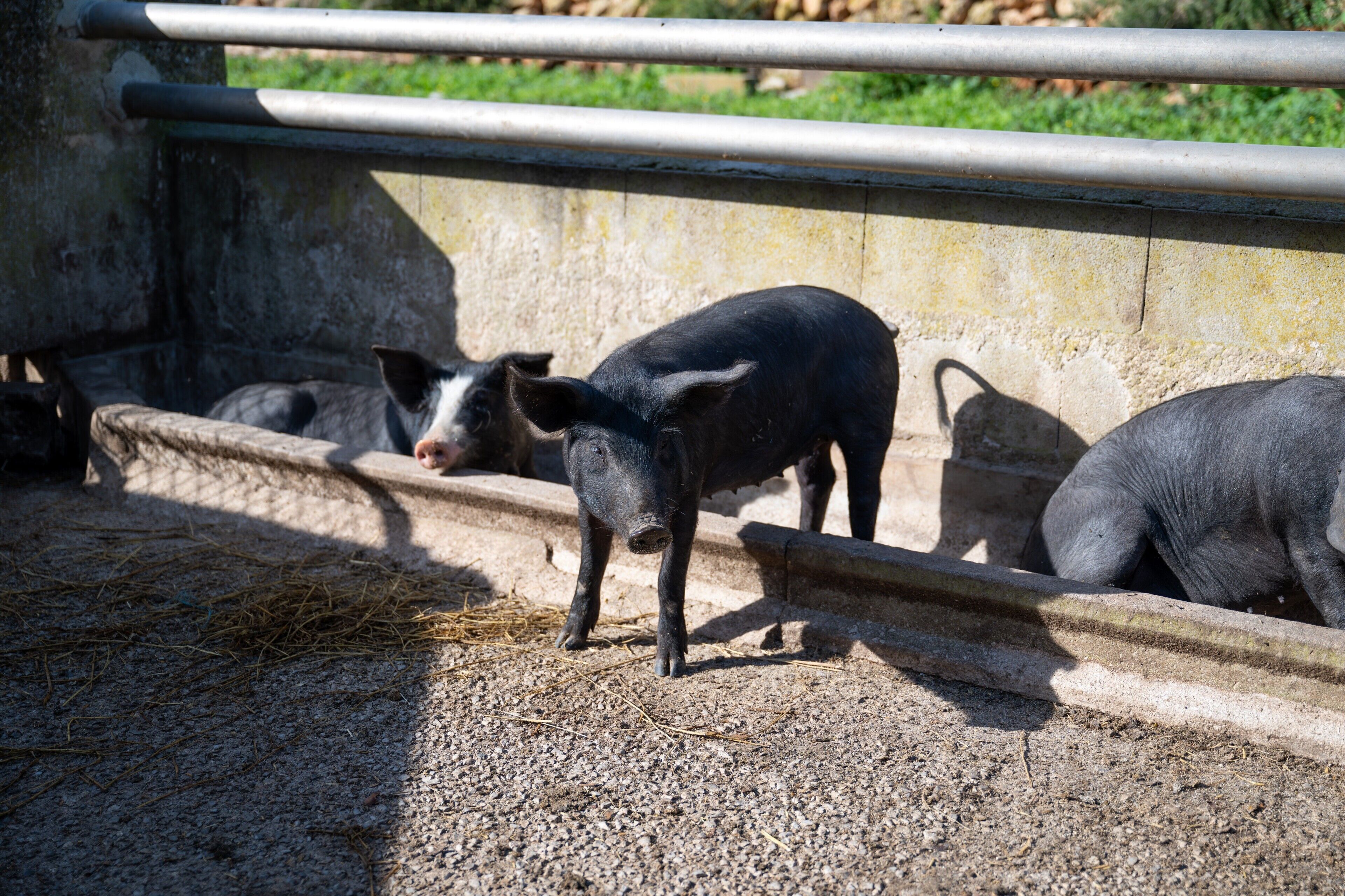 A pig enclosure with a concrete floor and metal bars.
