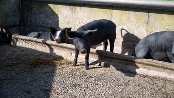 A pig enclosure with a concrete floor and metal bars.