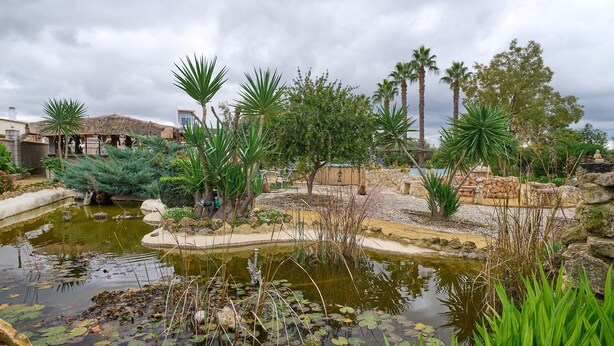 A pond with lily pads, palm trees, and a stone wall. - Villa 'Santa Ana' with Private Pool, Wi-Fi and Air Conditioning (La Carlota)