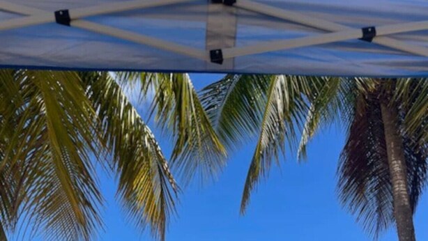 A beach with palm trees, umbrellas, and beach chairs.