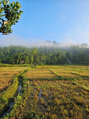 A rural landscape with terraced fields and a small house in the background. - Forest & Fields Sinharaja  (Deniyaya)