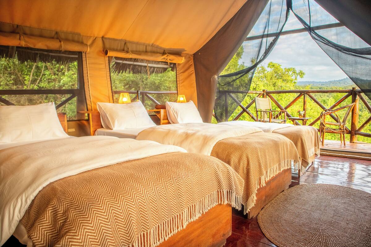 A room with three beds, wooden flooring, and a view of greenery through large windows.