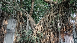 A tree with extensive roots and branches, with a building in the background. - The Experience Resort (Udaipur)
