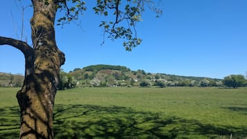 A tree in a grassy field with a clear sky and a distant hill with houses.
