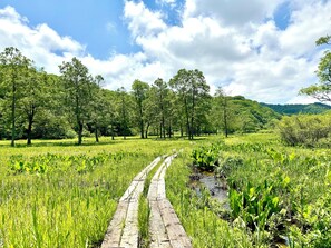 A rural landscape with a dirt path leading through a field of tall grass and trees, with a small stream running alongside. - Echoland Madarao  (Myoko)