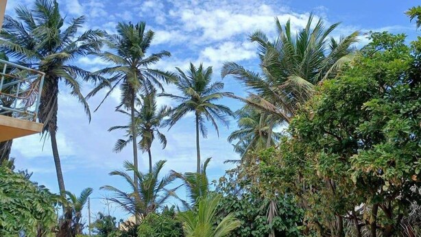 A tropical landscape with palm trees and a clear sky. - Alankuda Dolphin Village (Norocholai)