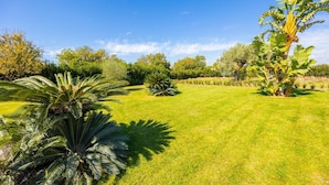 Ein gepflegter Garten mit verschiedenen tropischen Pflanzen, blauem Himmel und einem ordentlich gestutzten Rasen.