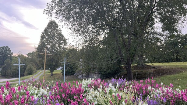 A crossroad with a grassy area and flowering plants.