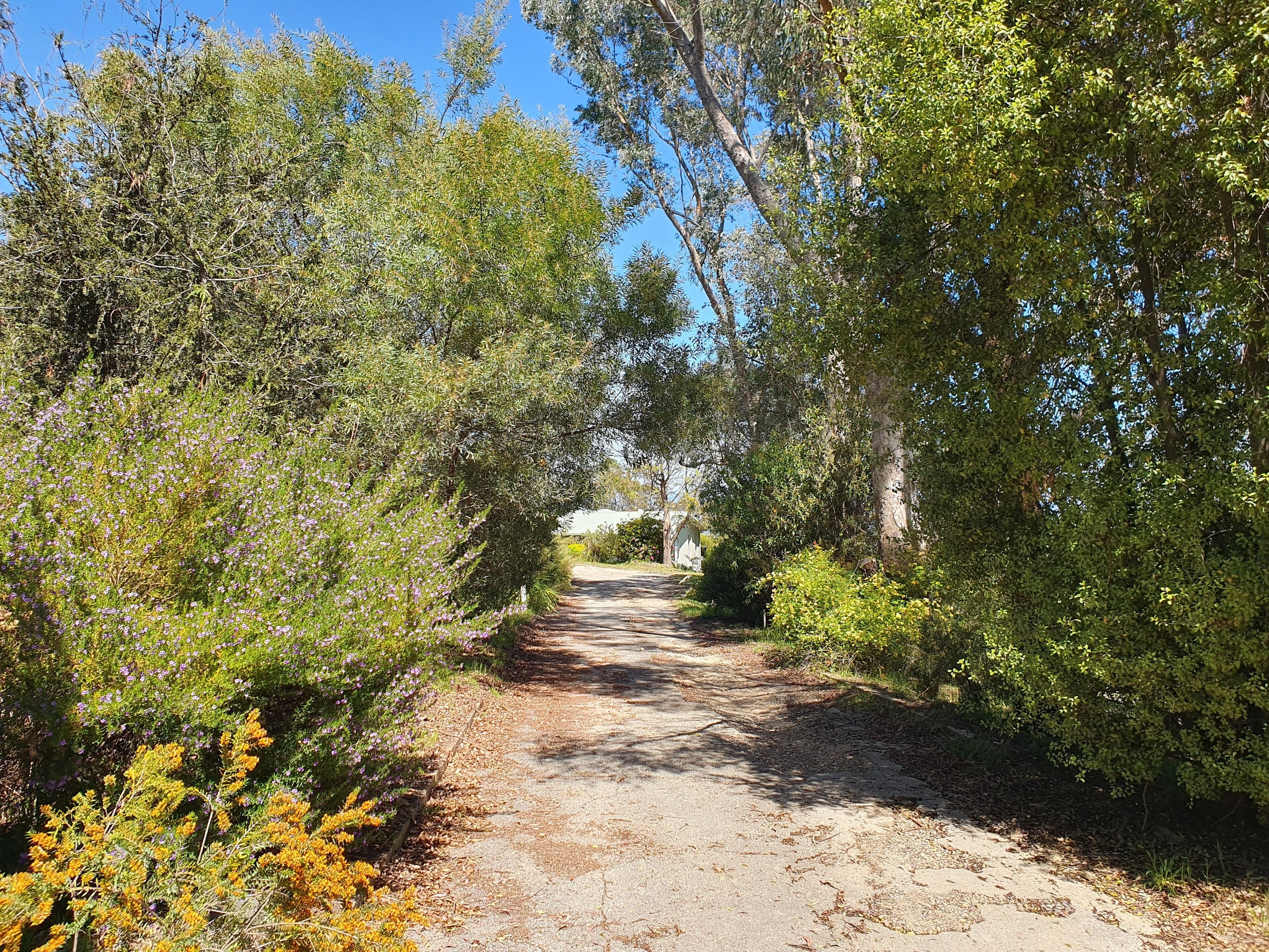 A dirt path flanked by dense foliage and trees, leading to a structure in the distance.