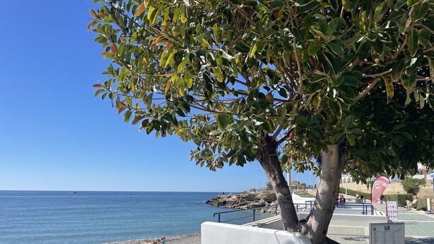 A beach with a tree, a white structure, and a signboard.