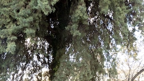 Unclassified image, 4 of 36, button