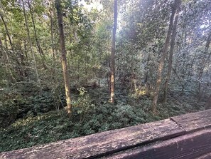 A forested area with a wooden walkway. - Downtown Cabin | Pet Friendly | Walk to Everything (Tallahassee)