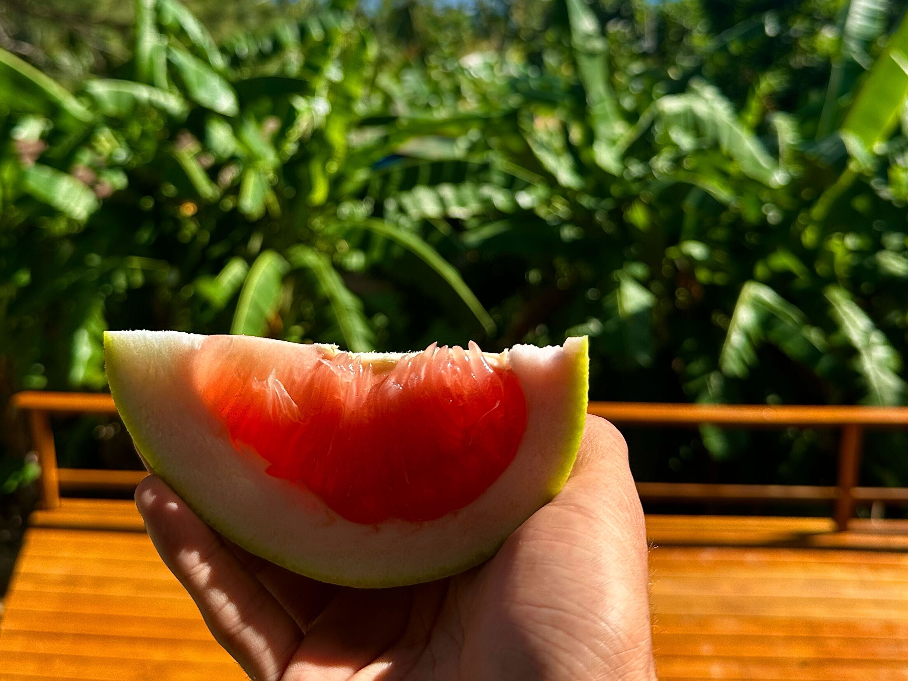 Een hand houdt een gehalveerd stuk fruit vast met een rode binnenkant, voor een achtergrond van groen gebladerte.
