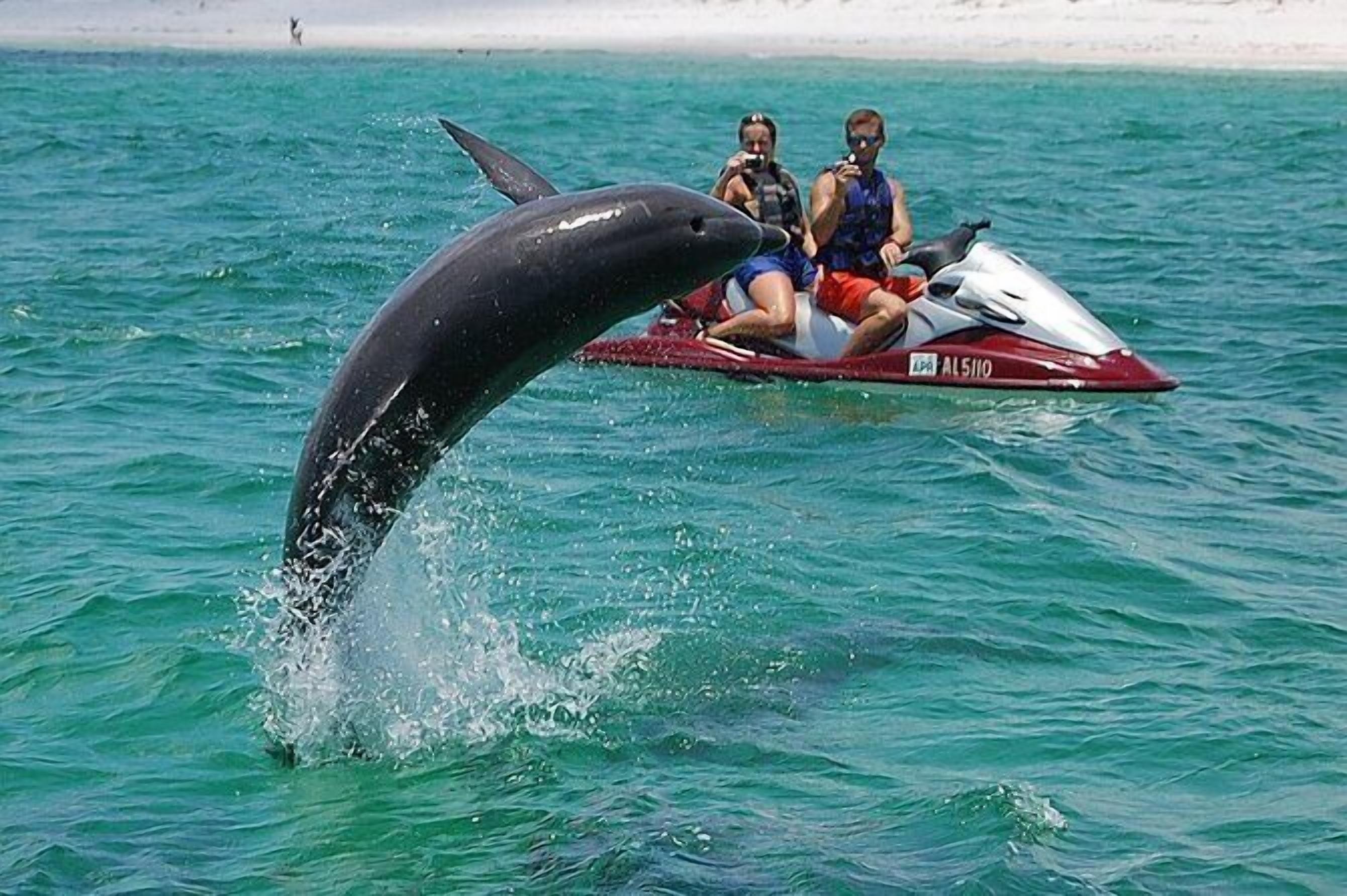 Un delfín saltando fuera del agua cerca de un jet ski con dos personas.