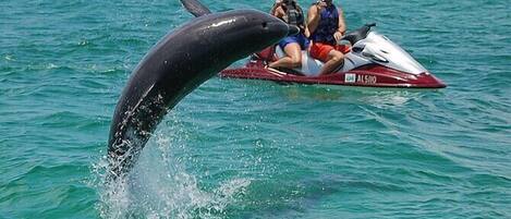 Un delfín saltando fuera del agua cerca de un jet ski con dos personas.