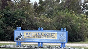 Un panneau indiquant le refuge faunique national de Mattamuskeet, avec une illustration d’oiseau.
