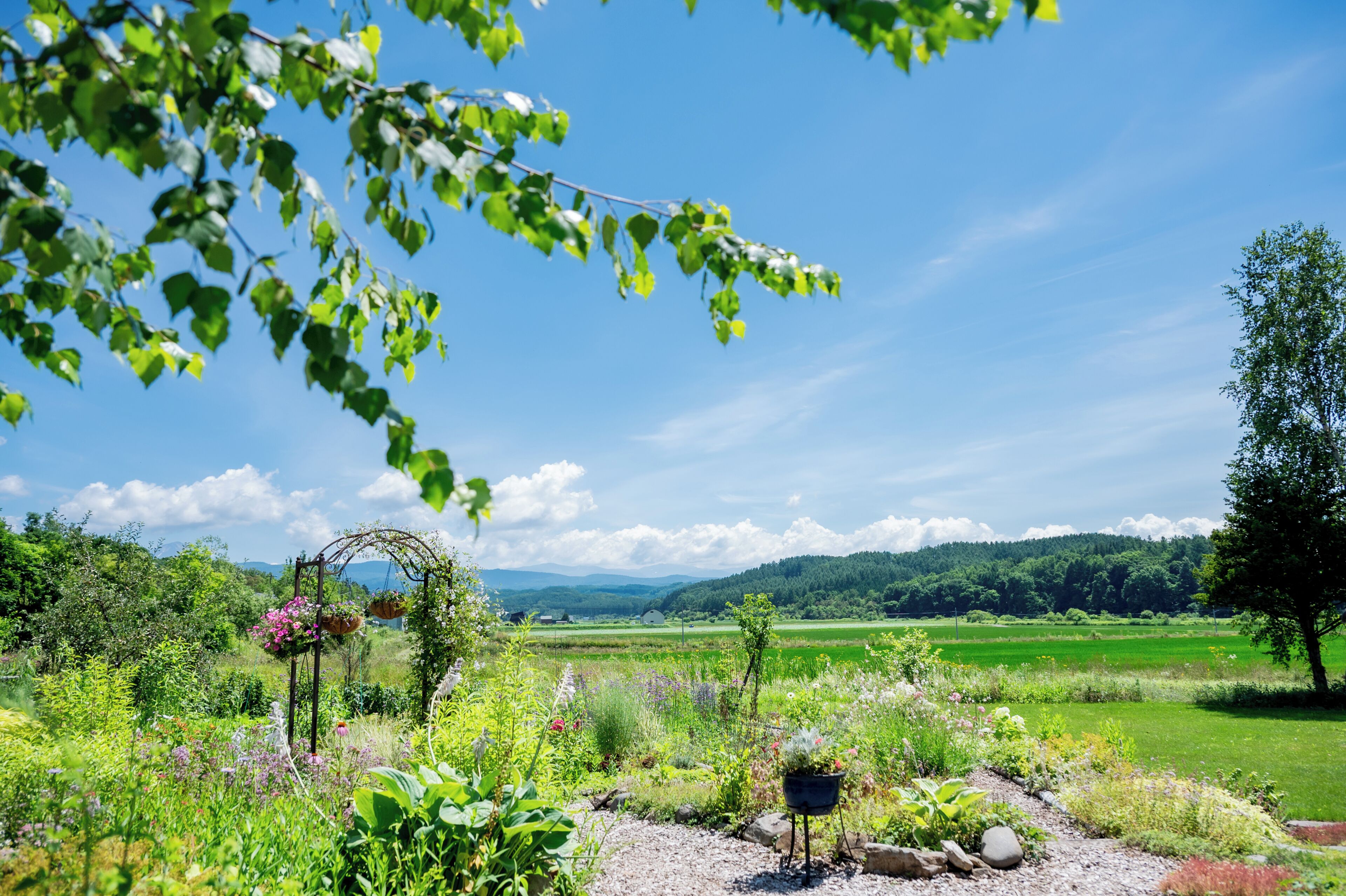 A garden with a variety of plants and flowers, a wooden archway, and a clear blue sky.