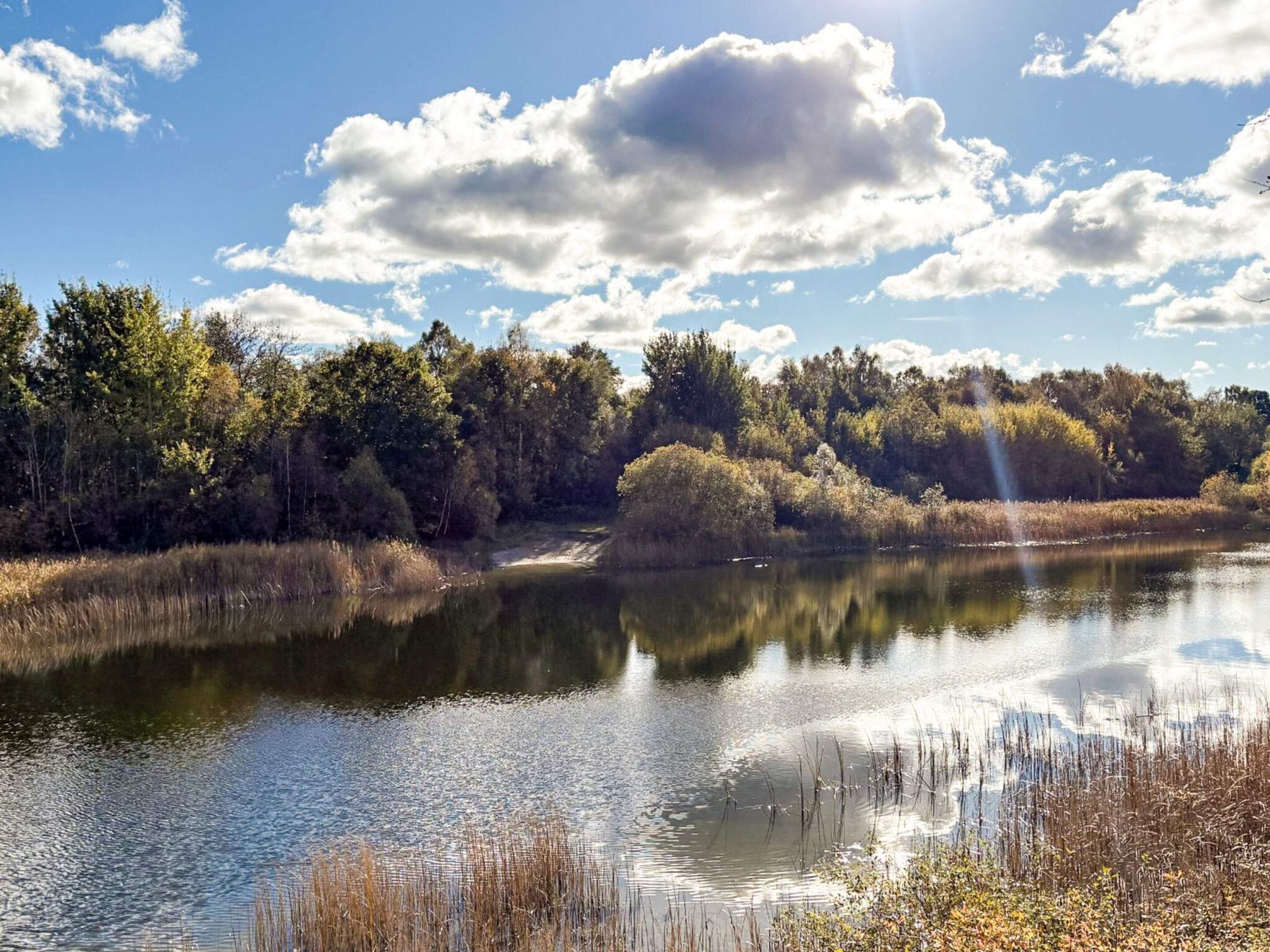 A calm lake surrounded by dense trees and a clear sky.