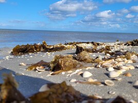 Una playa con algas y conchas.