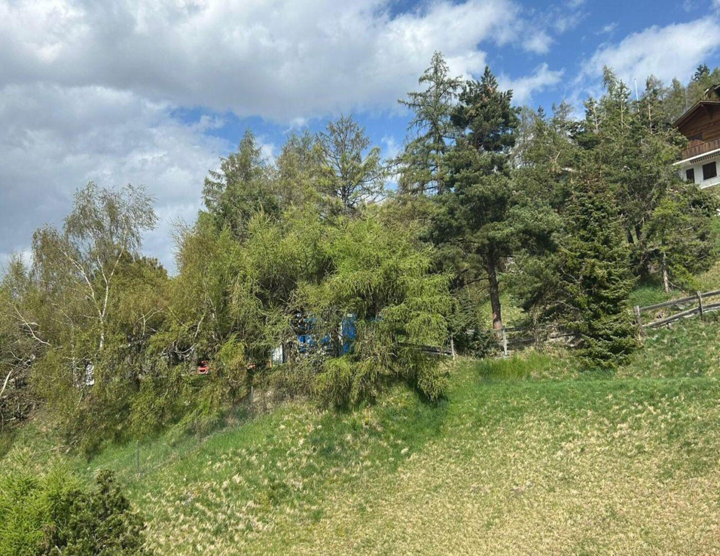 A hillside with a variety of trees and a building with a wooden exterior.