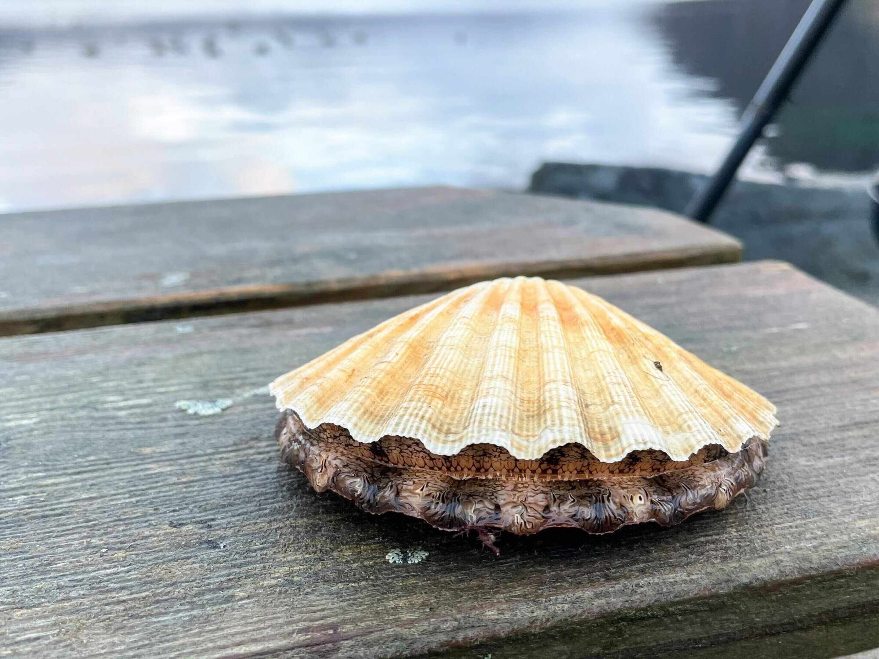 A single scallop shell on a wooden surface.