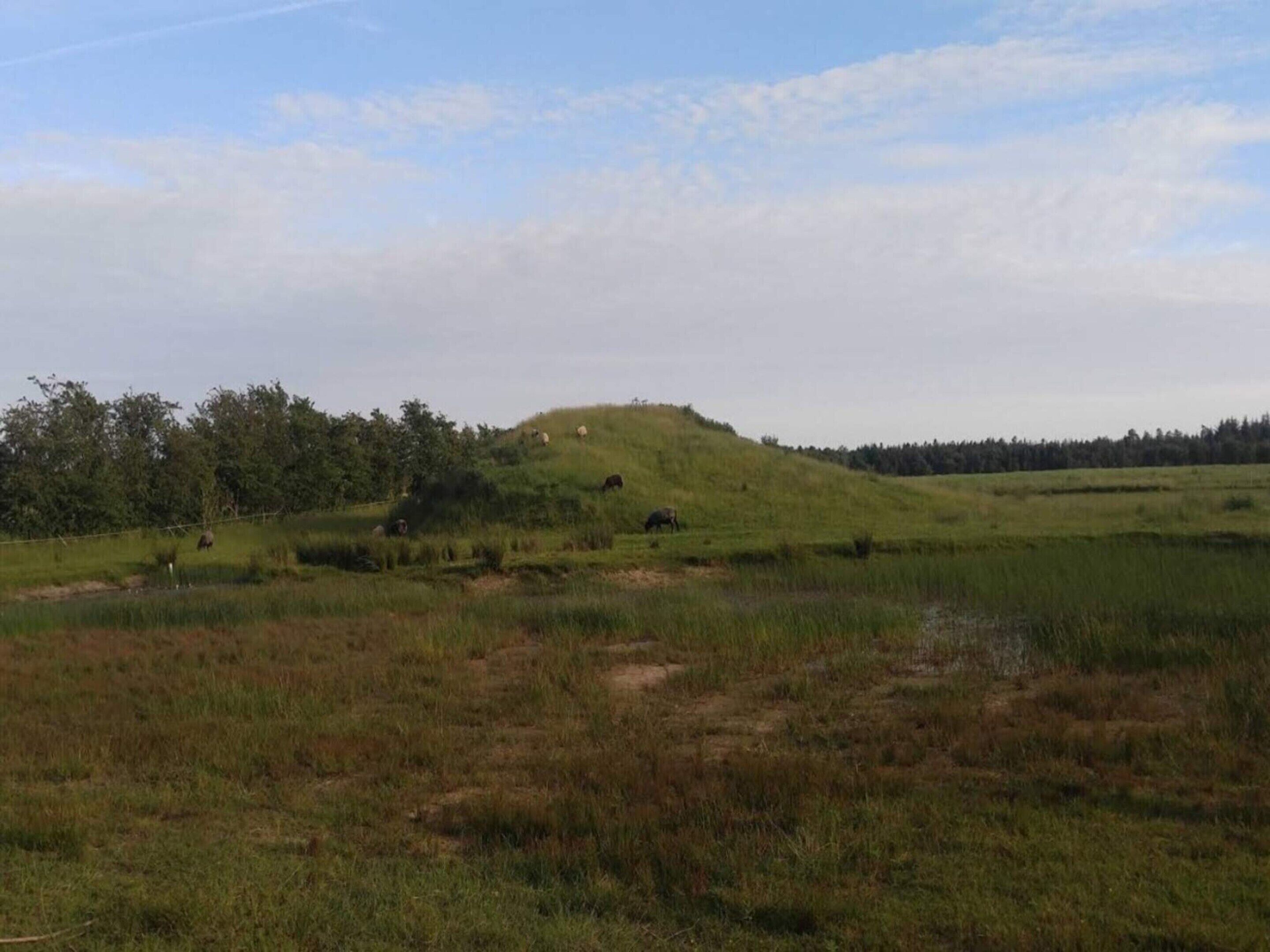 Ein grünes Feld mit einem kleinen Hügel und Bäumen im Hintergrund.