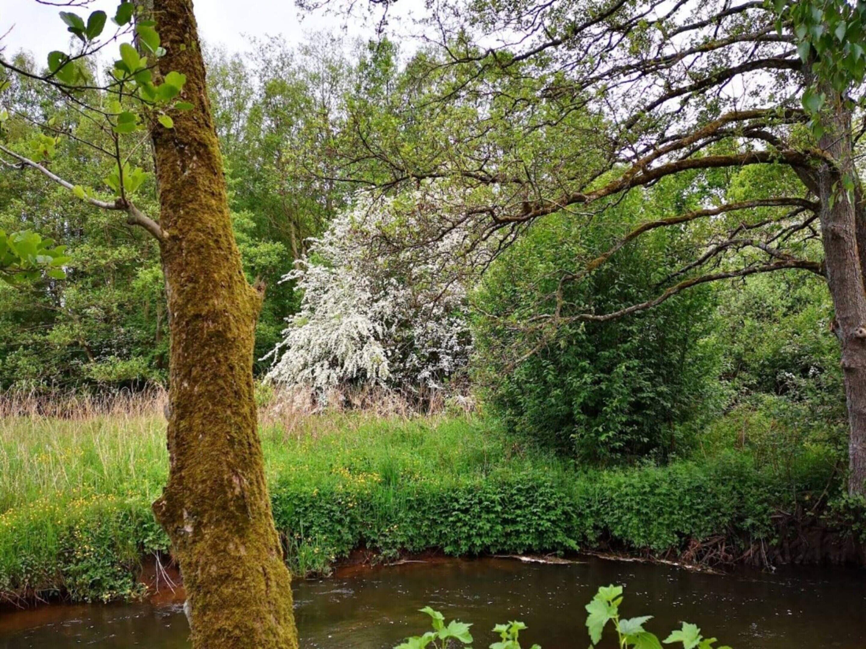 A natural landscape with a moss-covered tree trunk, a small stream, and dense greenery.
