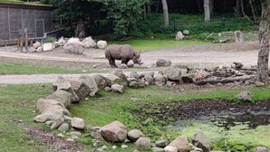 A rhino in a zoo enclosure with rocks, a small pond, and trees. - 7 Person Holiday Home in Ebeltoft (Ebeltoft)