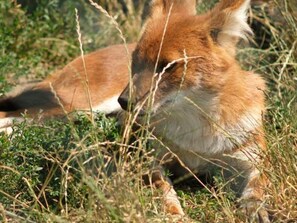 House | Miscellaneous