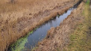 A narrow water channel in a natural setting with dry grass on either side. - 7 Person Holiday Home in Ebeltoft (Ebeltoft)