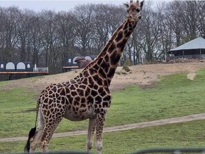 Eine Giraffe steht in einer grasbewachsen Anlage mit einer Aussichtsplattform und Bäumen im Hintergrund.